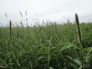 日新の牧草畑の風景